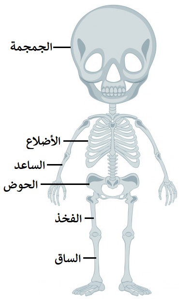 الجهاز الهيكلي